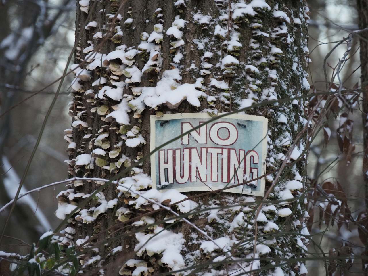 No hunting sign on mushroomed tree, now snowy.
