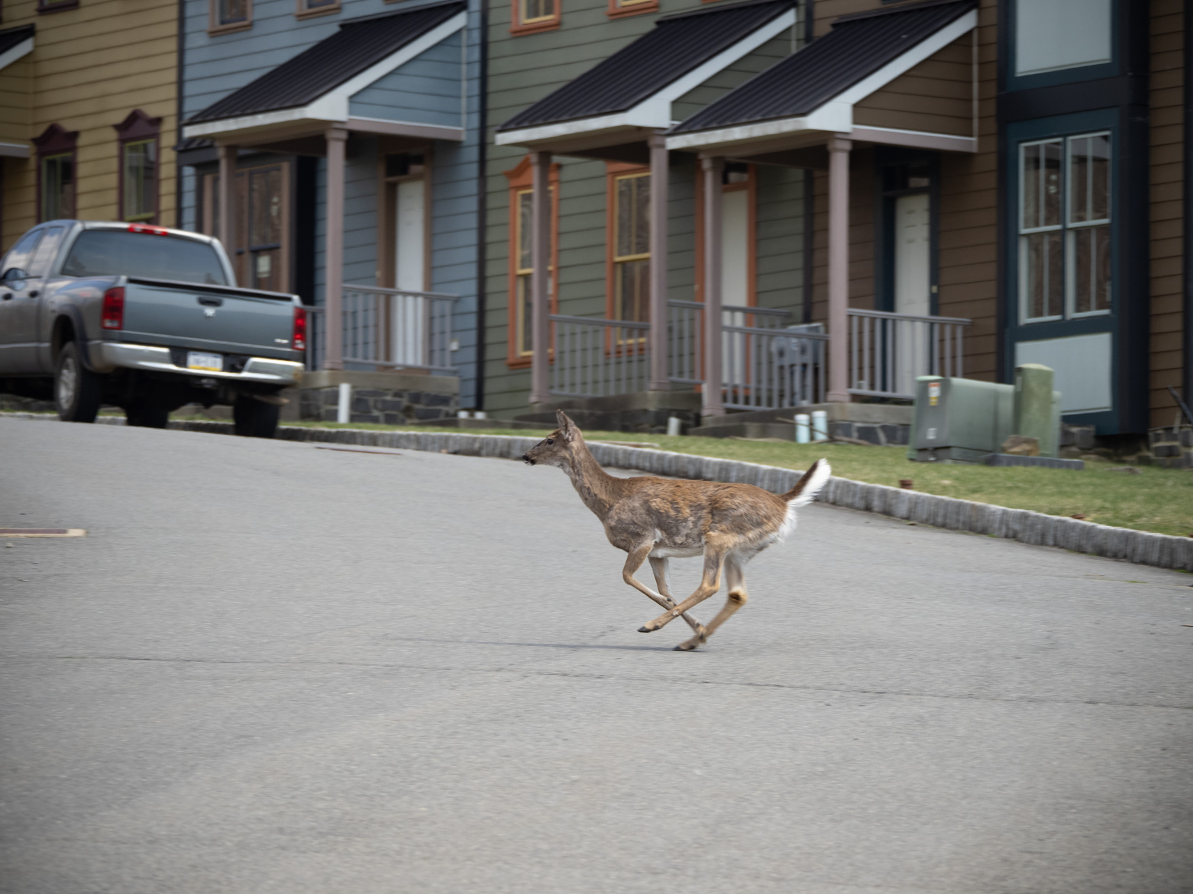 A deer careens through a half-constructed housing development.