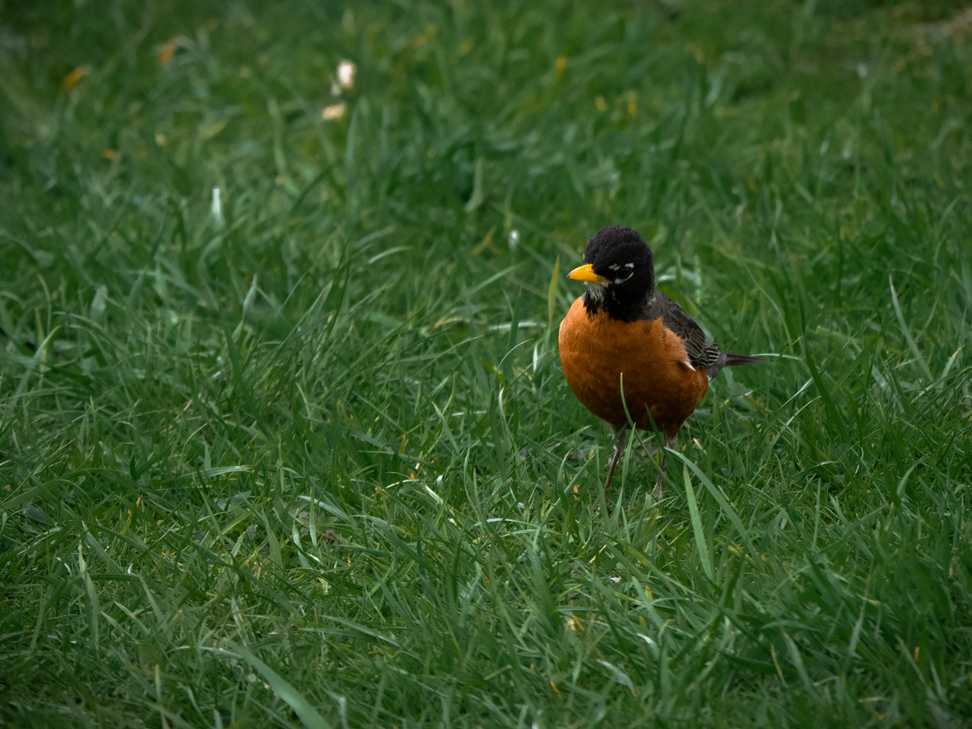 A robin, closeup.