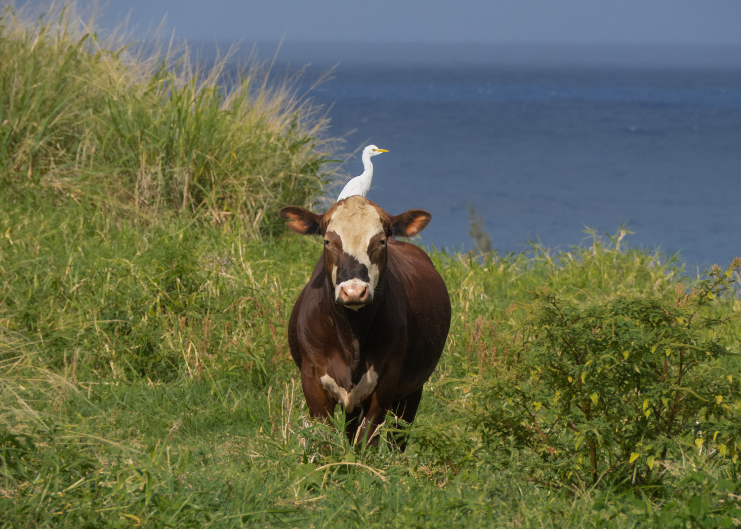Cow and egret.