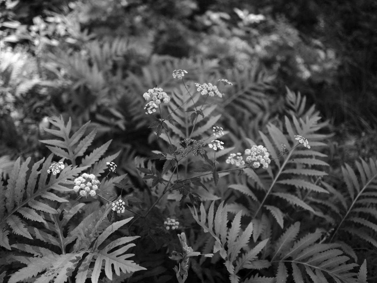 Ferns and weeds in fifty shades of...