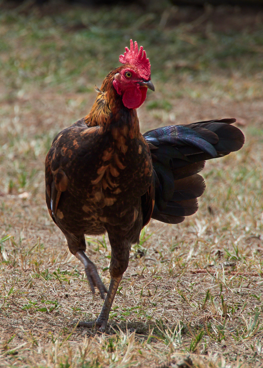 A rooster, stomping around near the park.