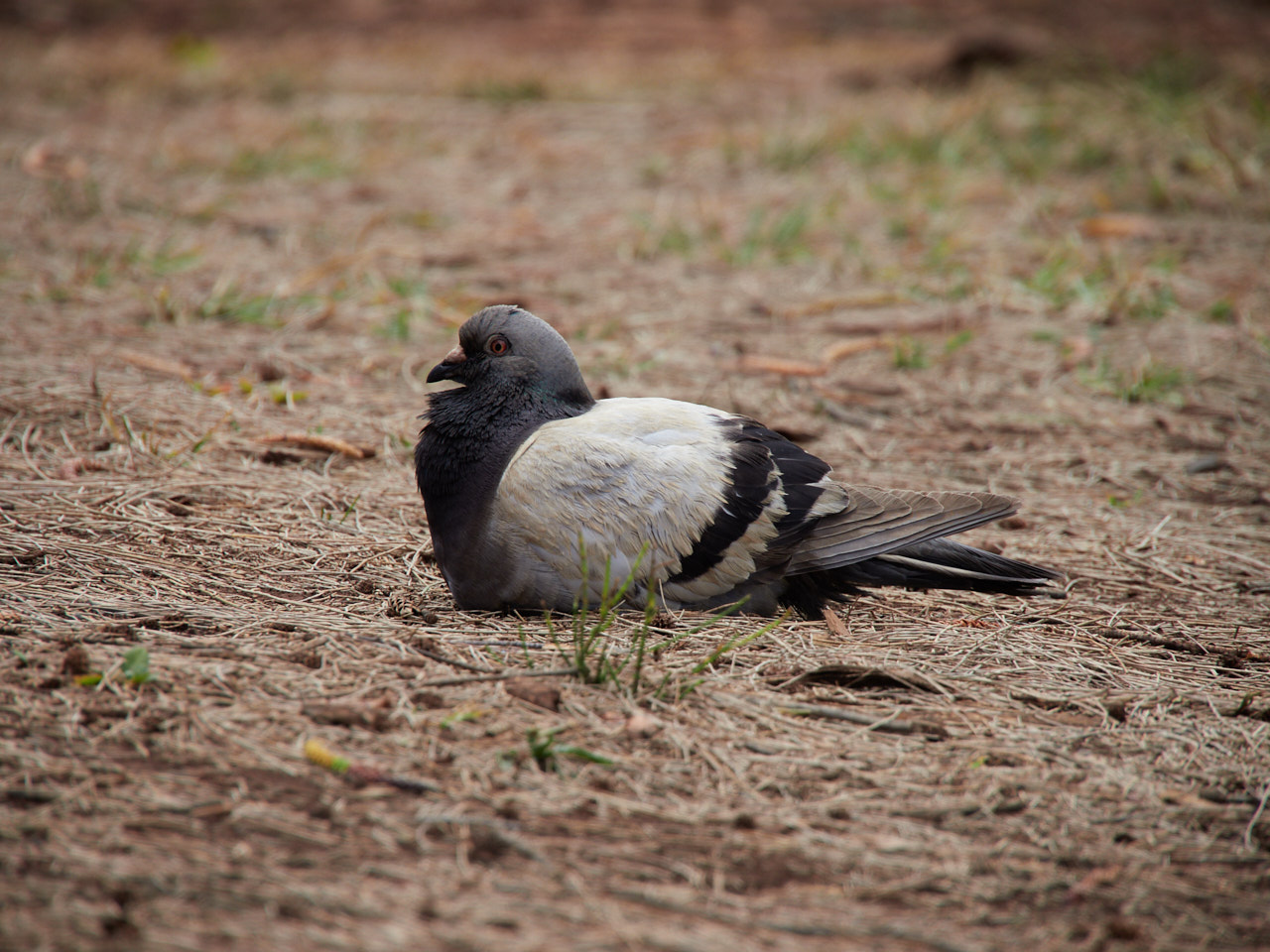 A dove (I believe) of some species I have been unable to identify, nesting near the park.