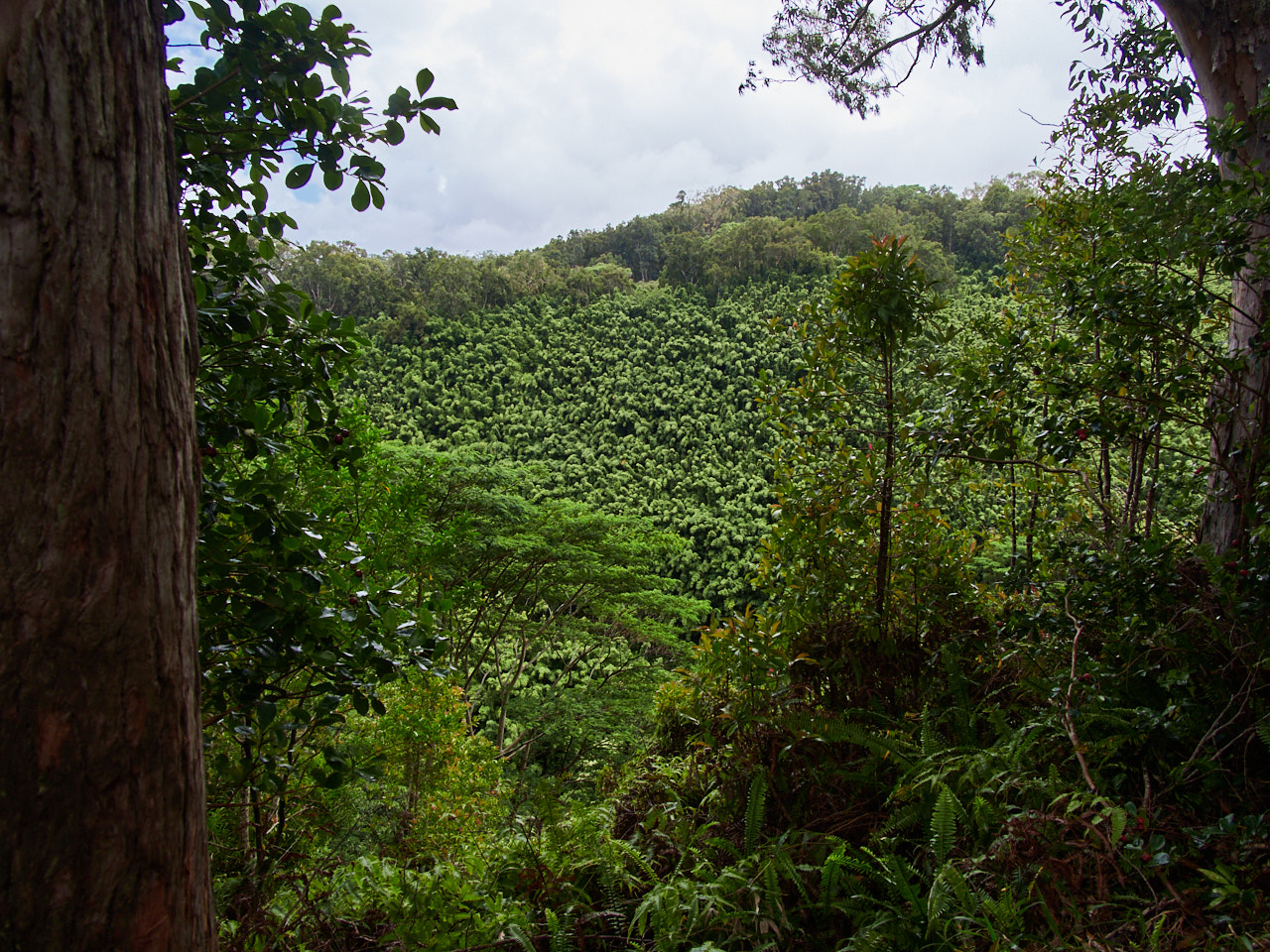 The views that do exist are of lush, tropical forests.