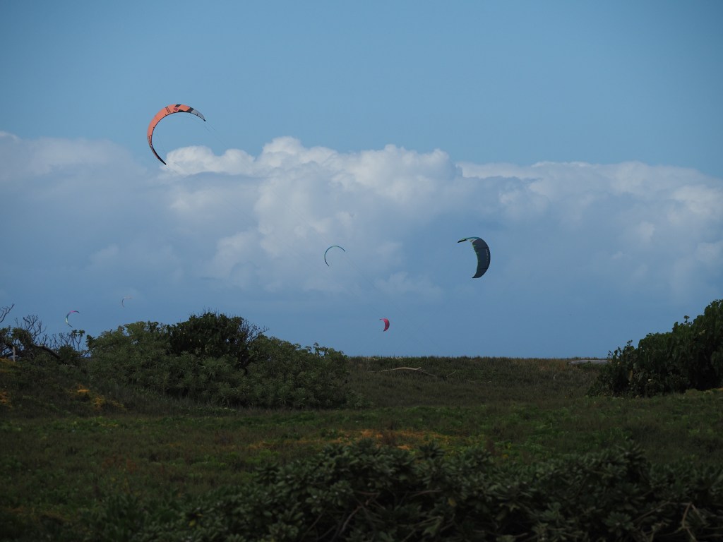Wind sails on the other side of a hill, presumably being flown at Kanaha Beach Park, near the airport.