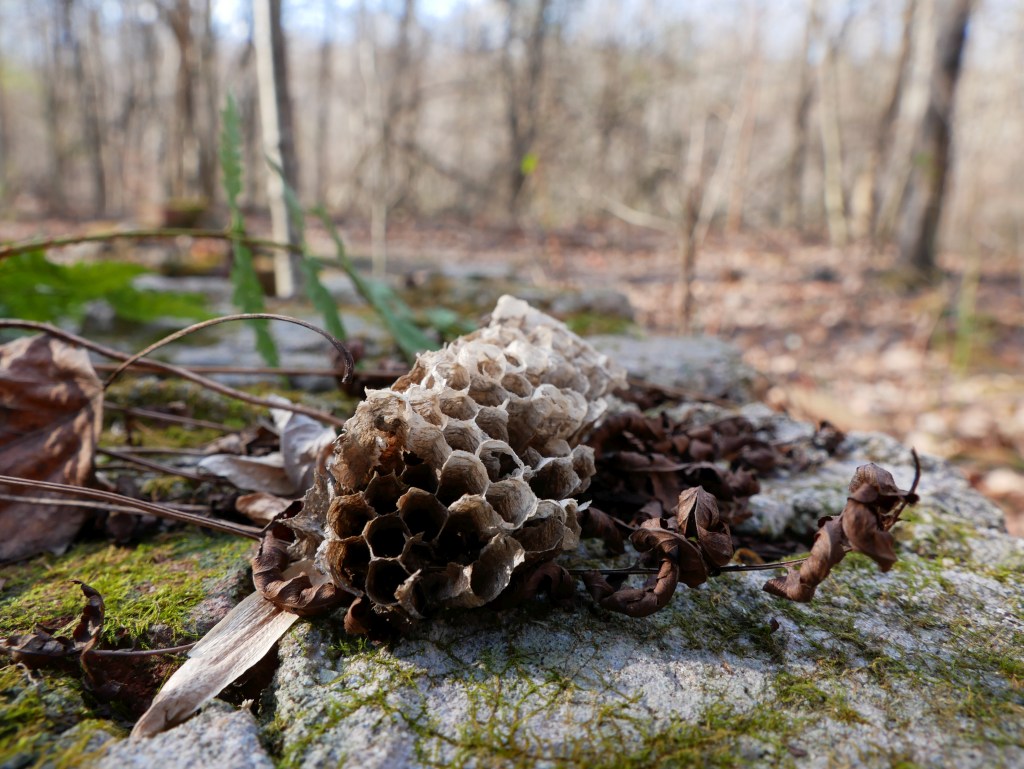 Dormant wasp nest in winter, French Creek State Park