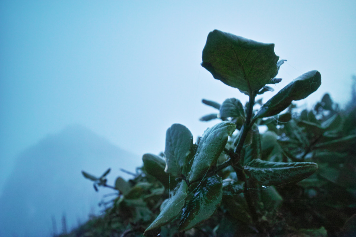 Foreground: plant. Background: shapeless mist. More at 11!