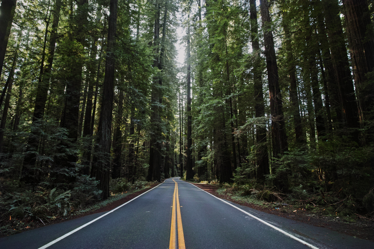 The Avenue of the Giants, which runs through the park, is famous for a reason, but it's also pretty depressing that there's a road running right between all those gorgeous trees...