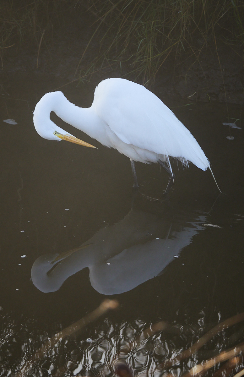 An egret preening, with a reflection in the pond. Much crying and gnashing of photo editing sliders was needed to have this level of... reasonably natural contrast, to compensate for the fog