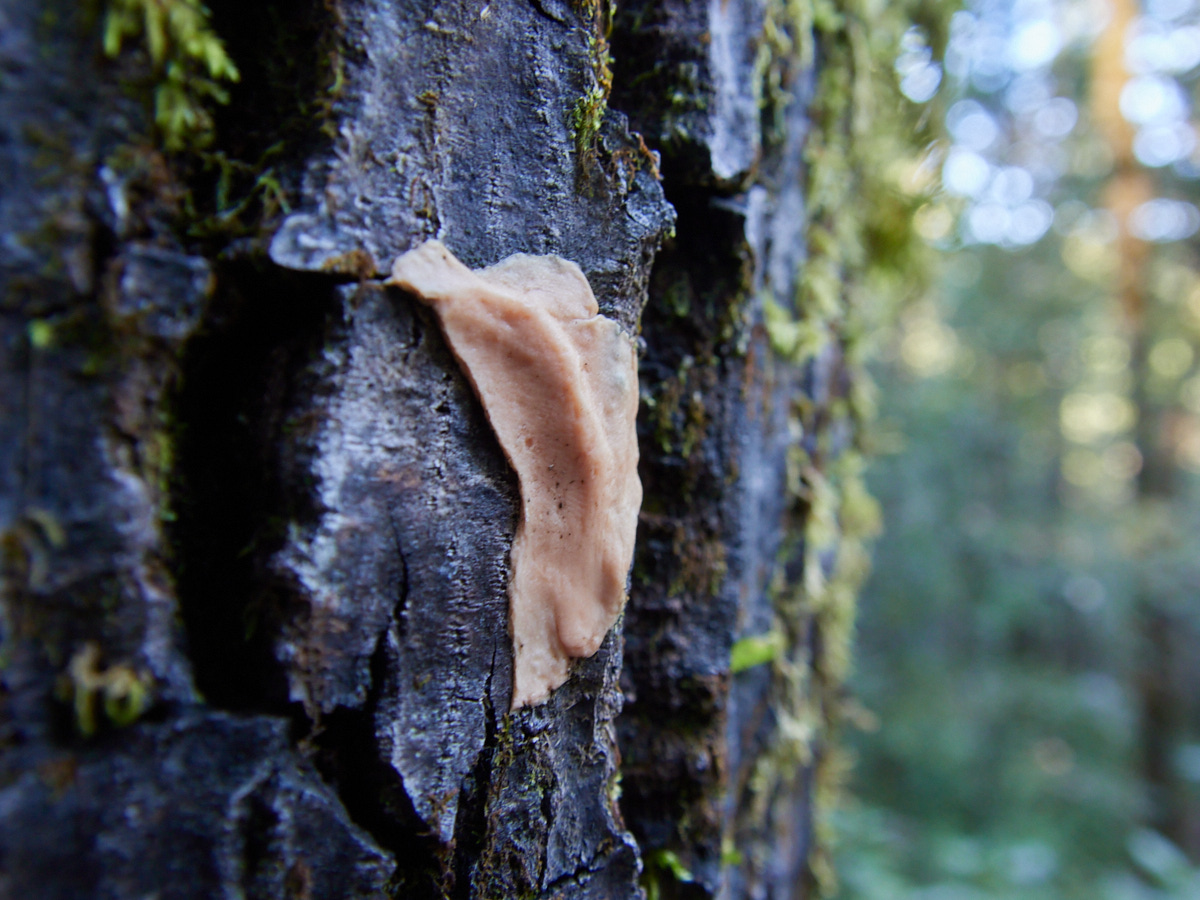 Please tell me this is a type of mushroom, and not someone's weathered chewing gum...