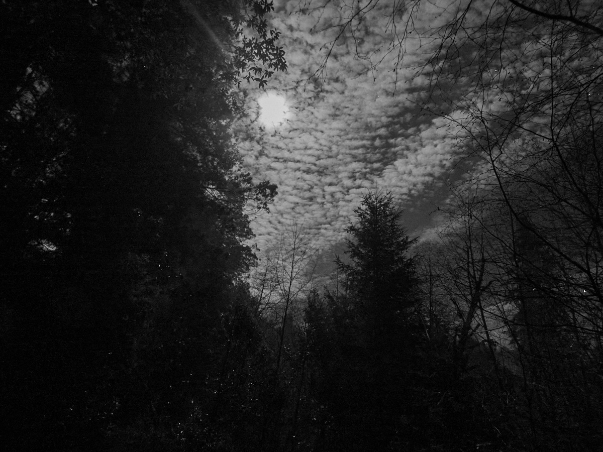 Moonlight through clouds at the edge of the forest.