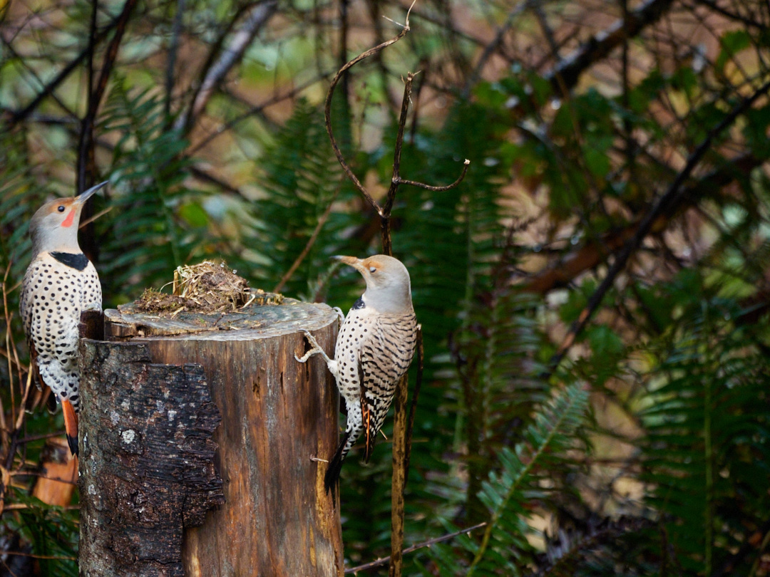 there's some motion blur in this shot with the male Flicker joining. Well, let me tell you -- he joined for less than ten seconds.
