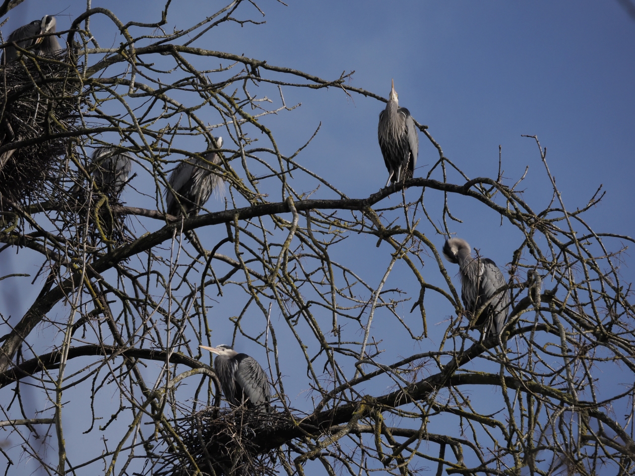 Promises also include my impressions of yet another Olympus Test & Wow, this time trying out their latest flagship mirrorless camera. This image, chosen at random, only shows a few of the herons nesting next to the Kenmore Park & Ride...