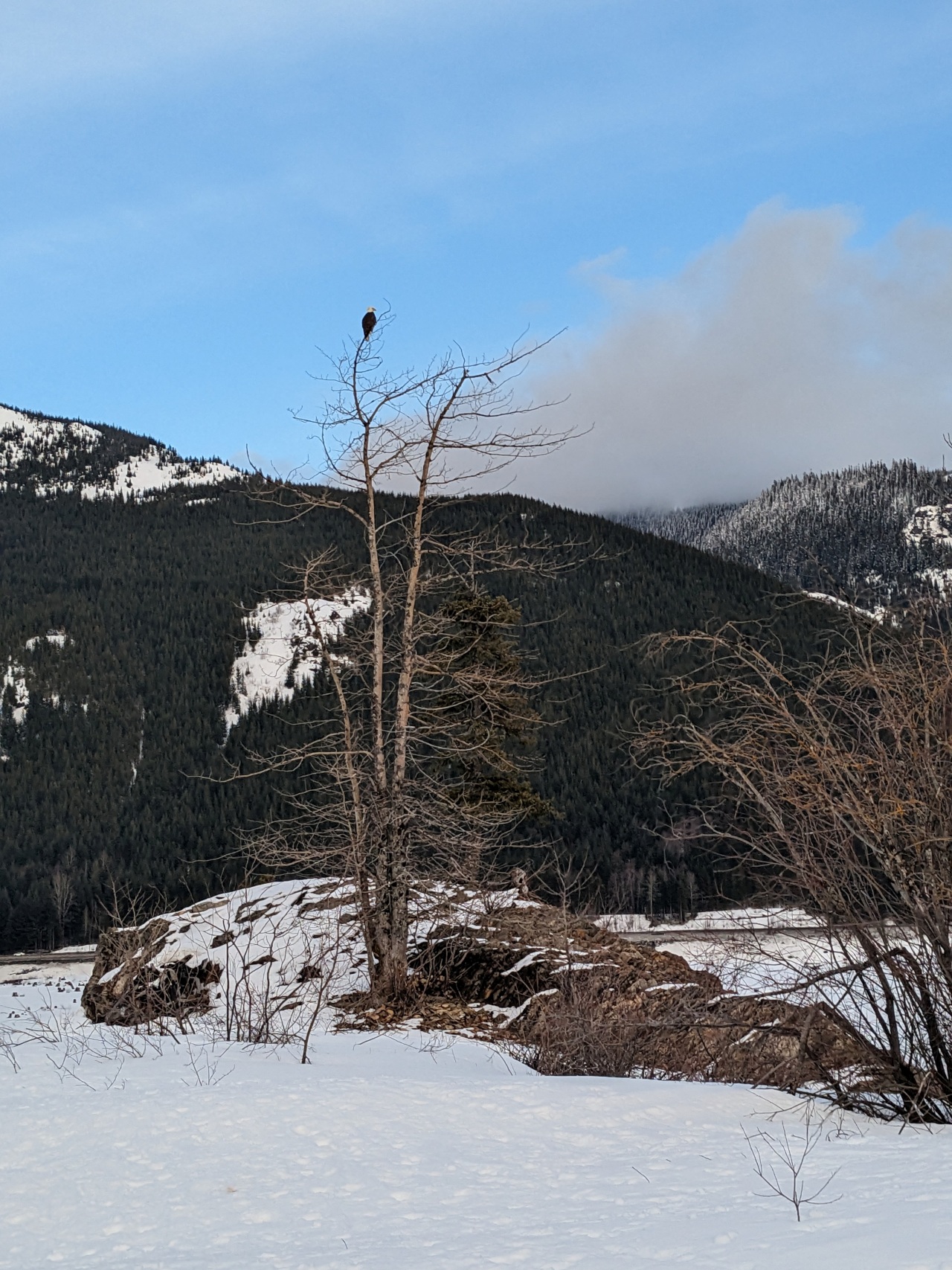 A bald eagle, but of course, I only had my phone on me while learning to snowshoe. Sure would stink if I didn't see another half dozen or so of them at different times in the month.