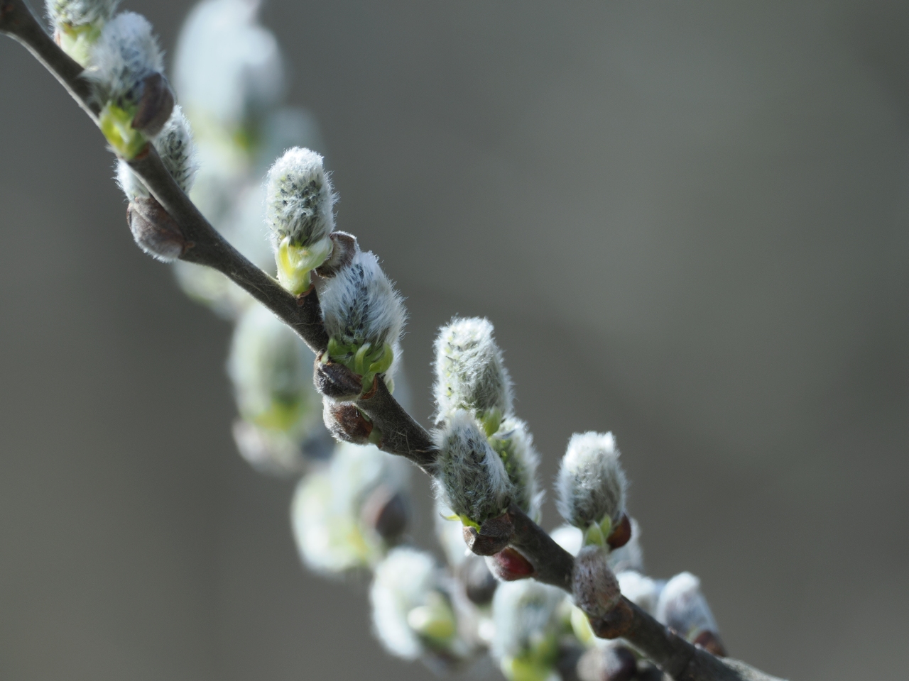 A very different take on photographing unopened buds, also from early March