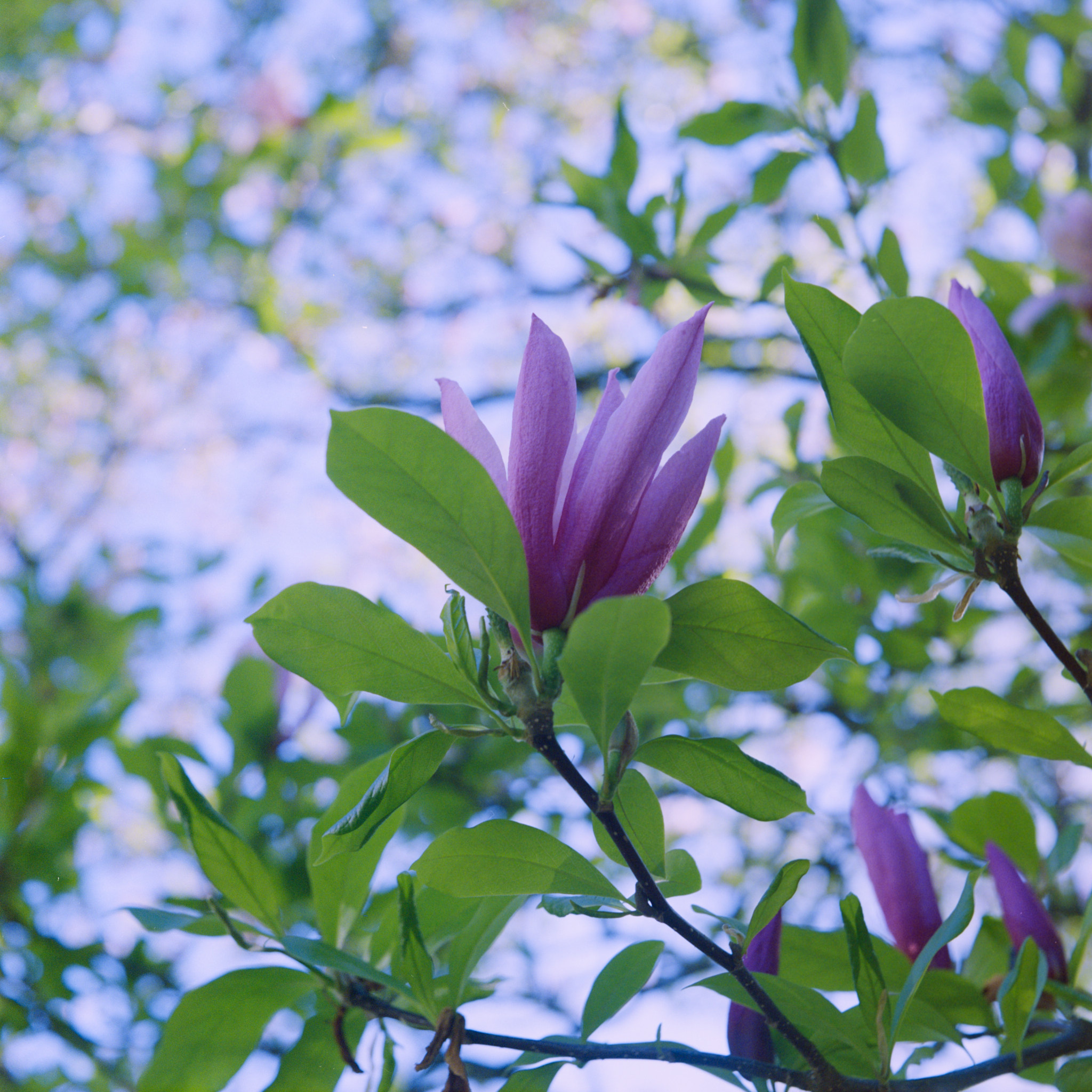 Magnolia near Prospect Park, NYC