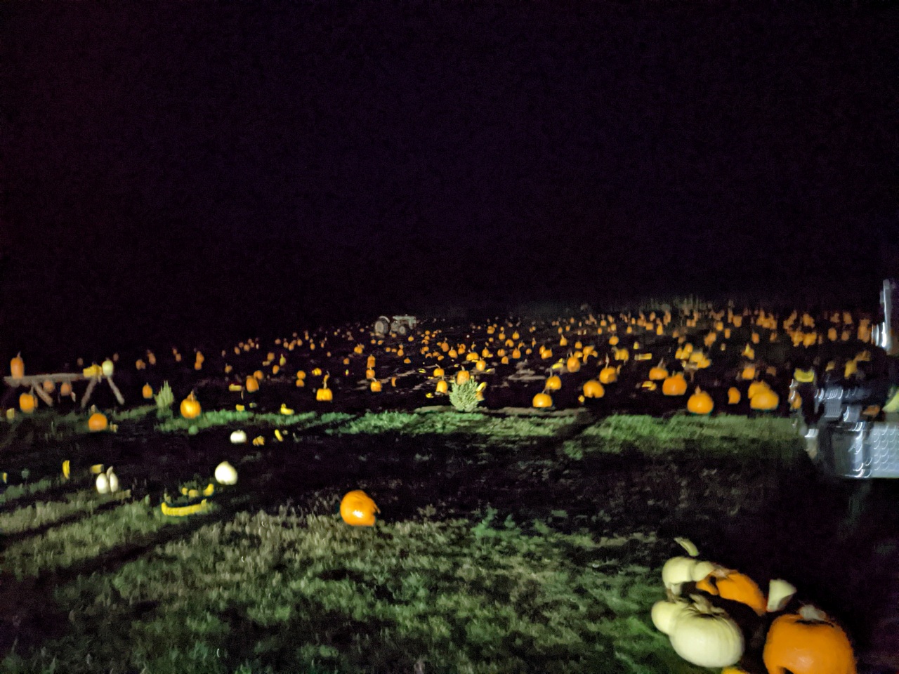 Pumpkin patch, or a bunch of pumpkins that they just stuck in the dirt?