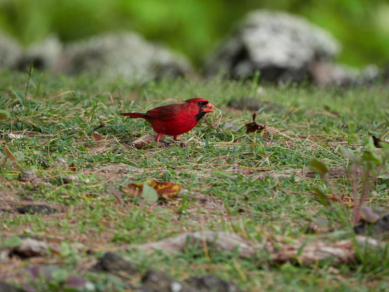 A cheeky cardinal, near the park's picnic areas.