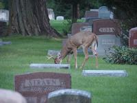 A buck grazing near tombstones