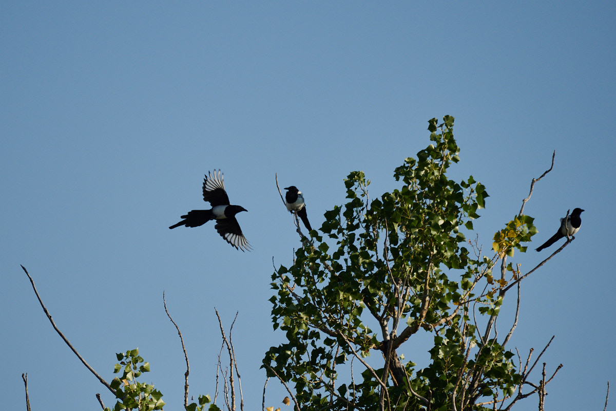 A black-billed magpie coming in for a landing near two others