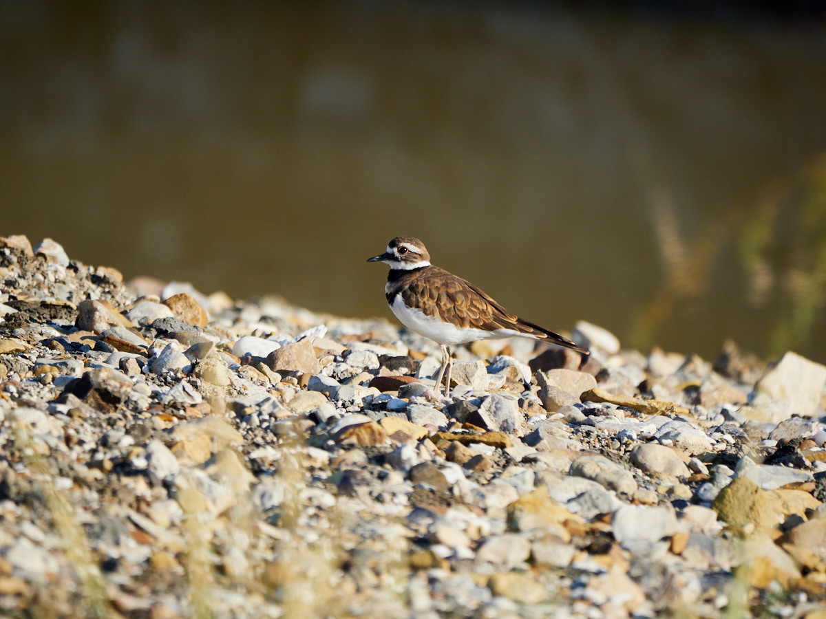 A Killdeer, hanging out by the creek.