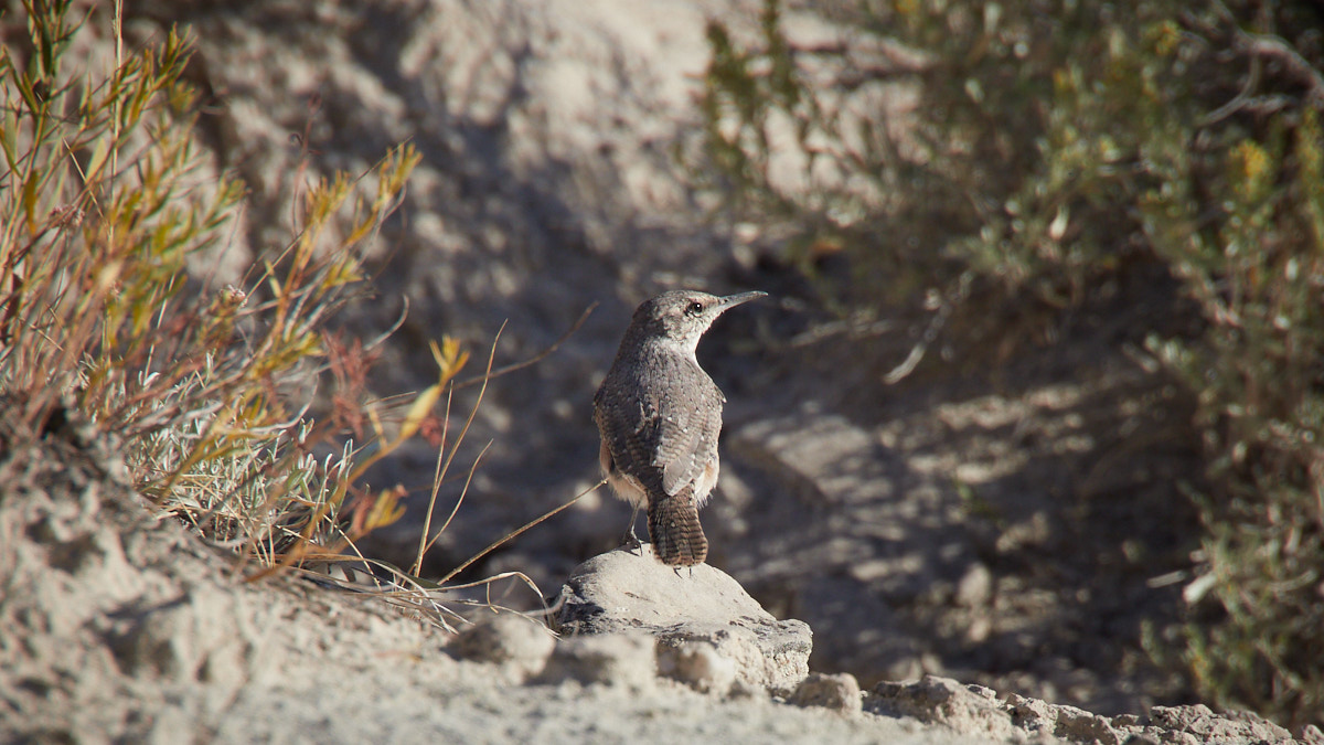A rock wren(?) aptly hanging out near the rocks.