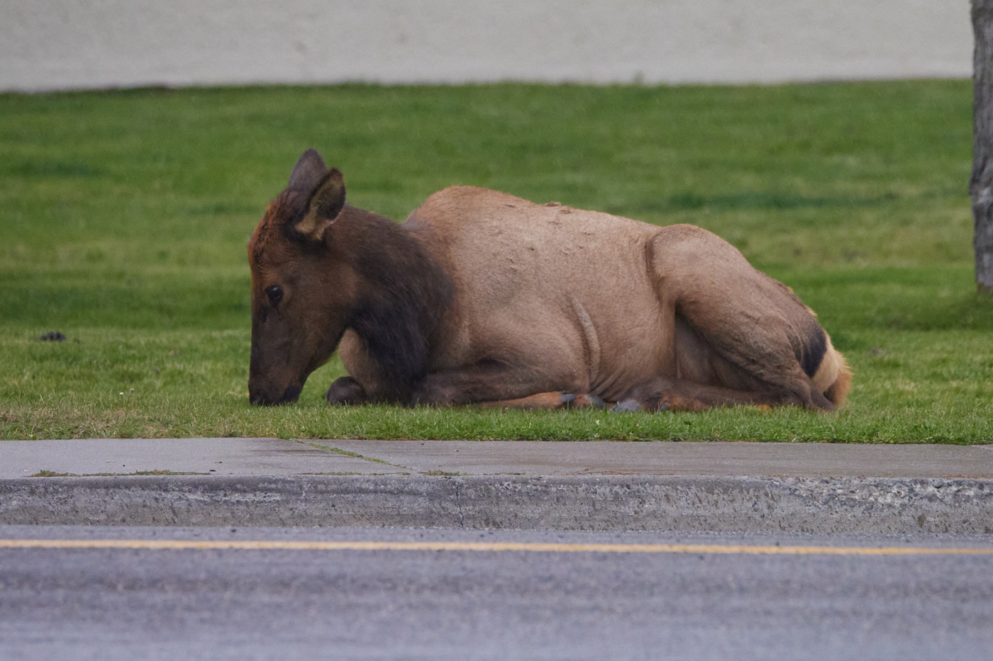 Nothing more idyllic than munching grass right next to the road.
