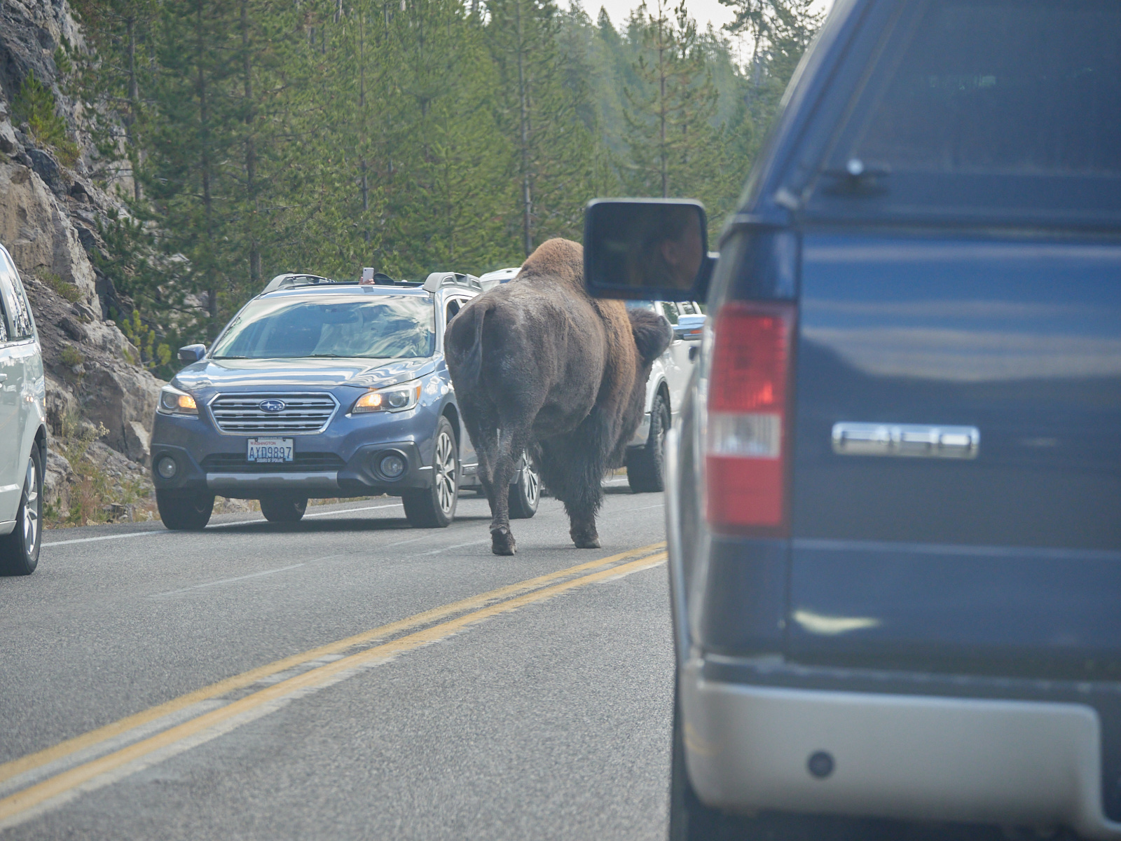 This snap is not intended as a 'good' buffalo photo, merely as an illustration of the phenomenon.