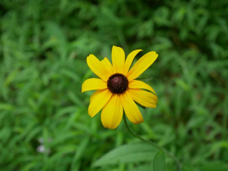 Black-eyed Susan -- one of the flowers currently in bloom.