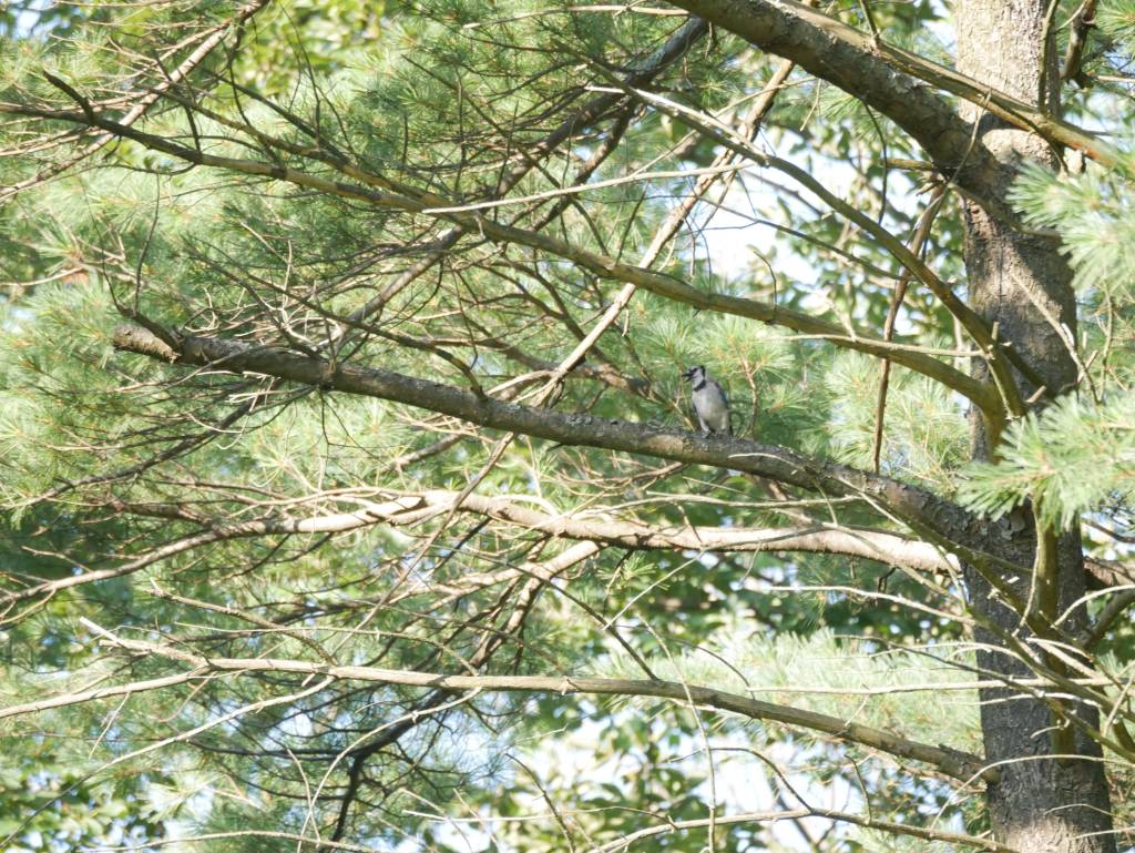 A chickadee, super super high up and far away in one of the tall pine trees by the garage...
