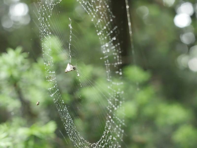 Various shots of a wet spiderweb.