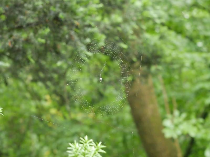 Various shots of a wet spiderweb.