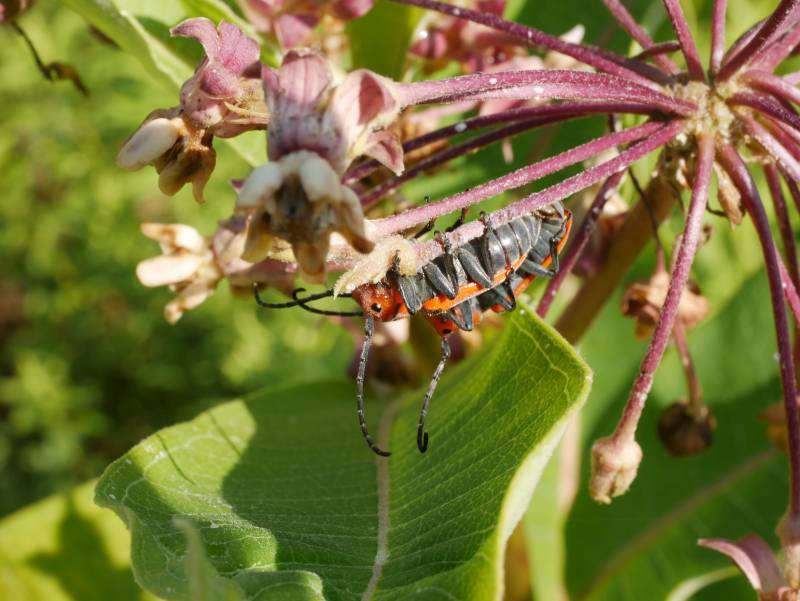 A insect of unknown species, clinging upside down to a milkweed plant. I haven't seen anything like it, before or since.