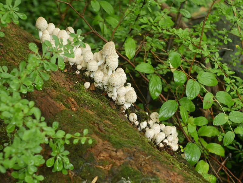 Various shots of mushrooms.