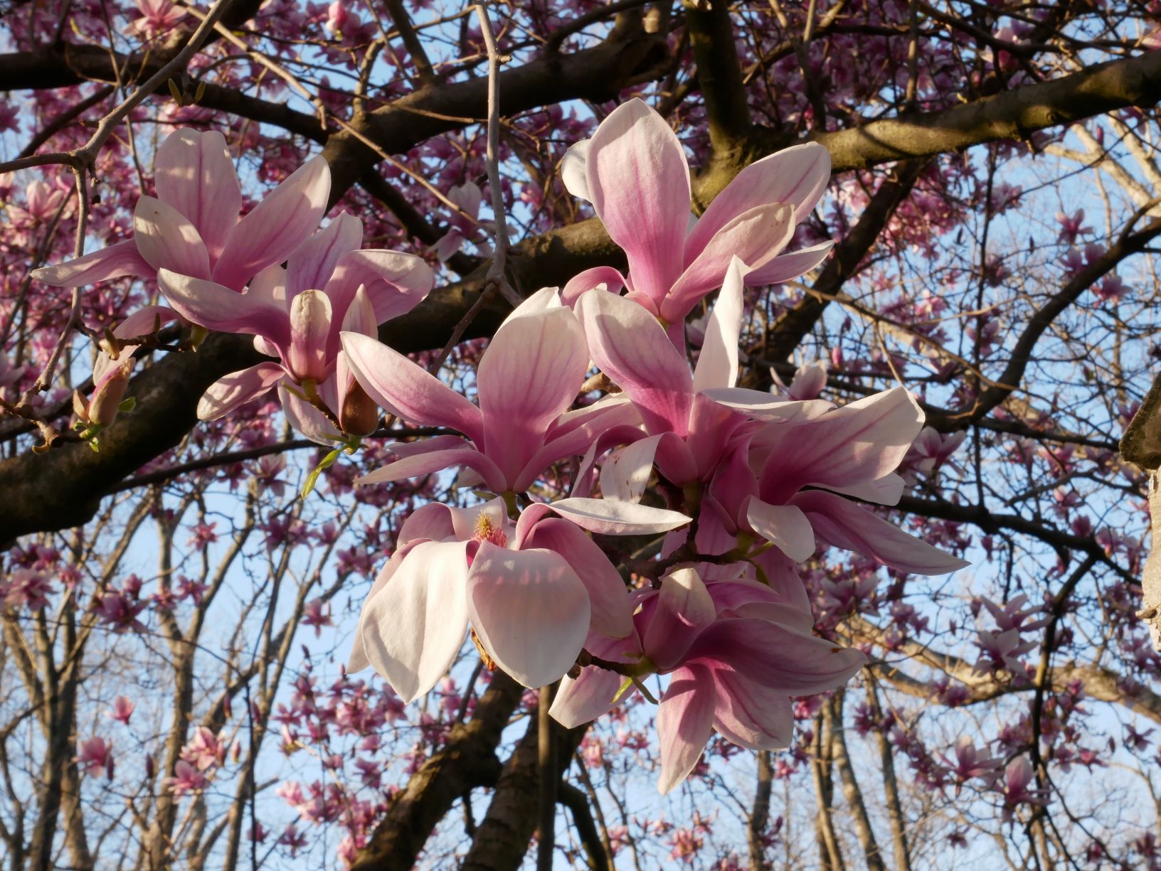 Magnolia tree in all its glory