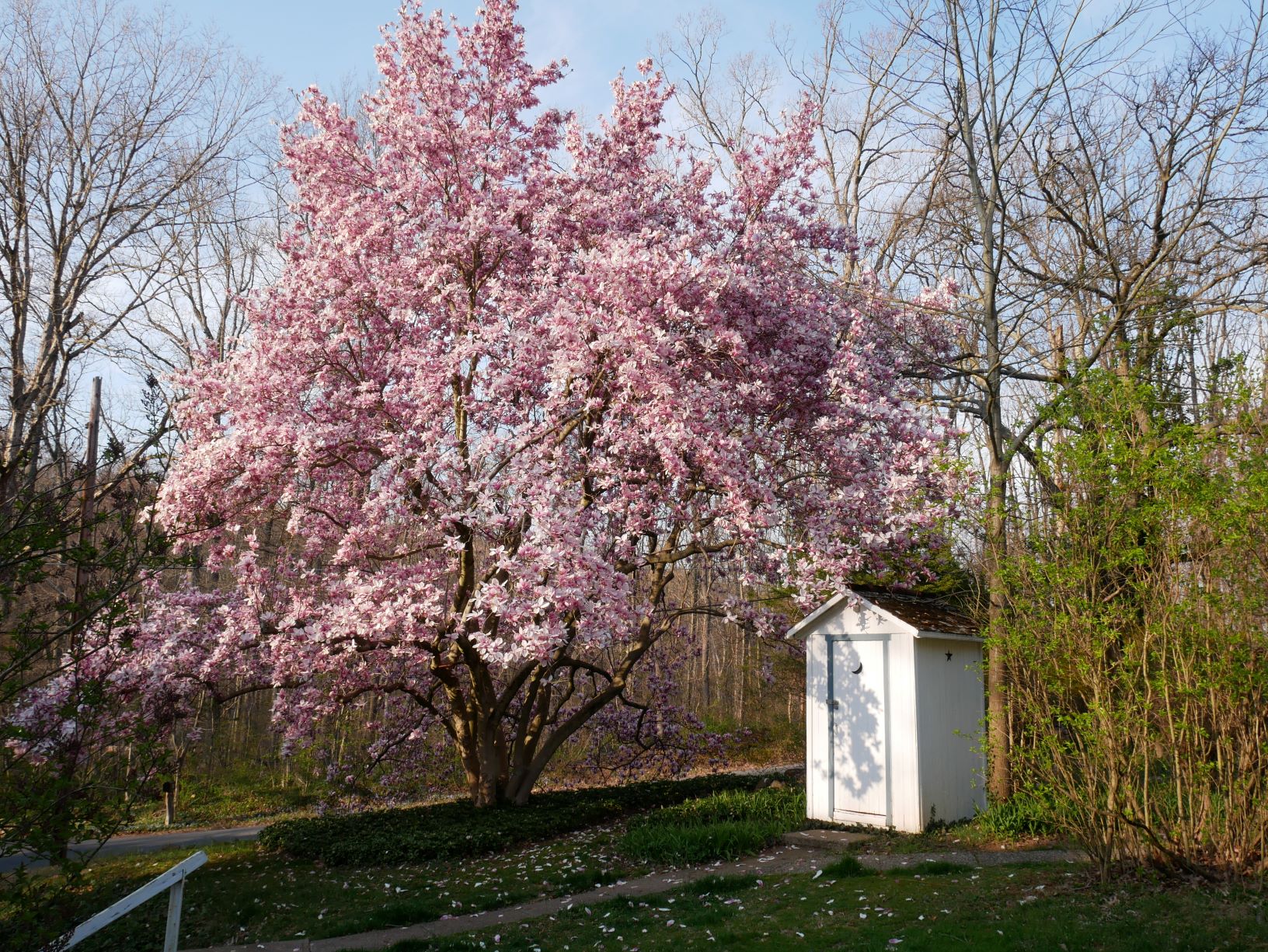 Finest magnolia gallery