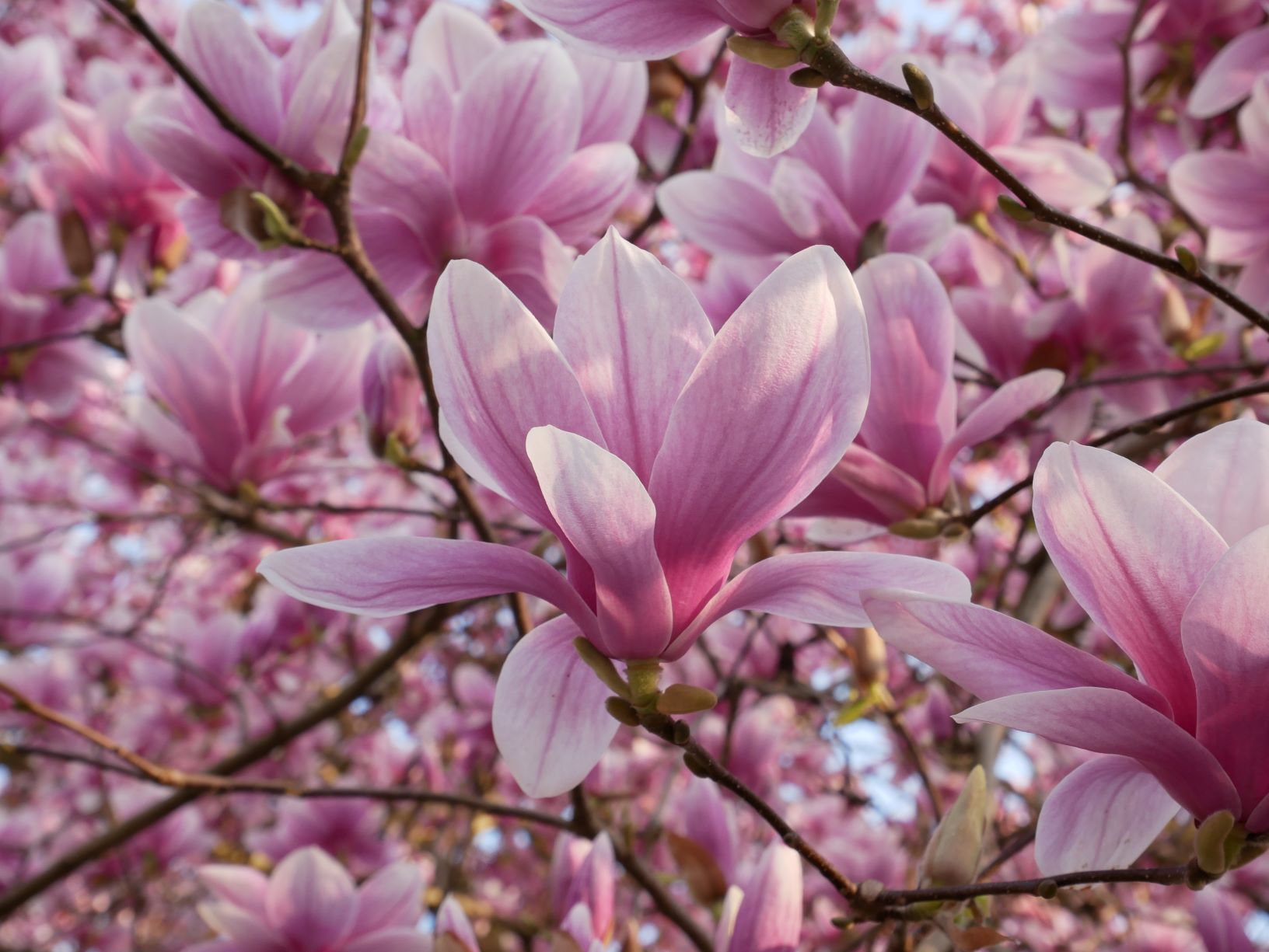 Finest magnolia gallery