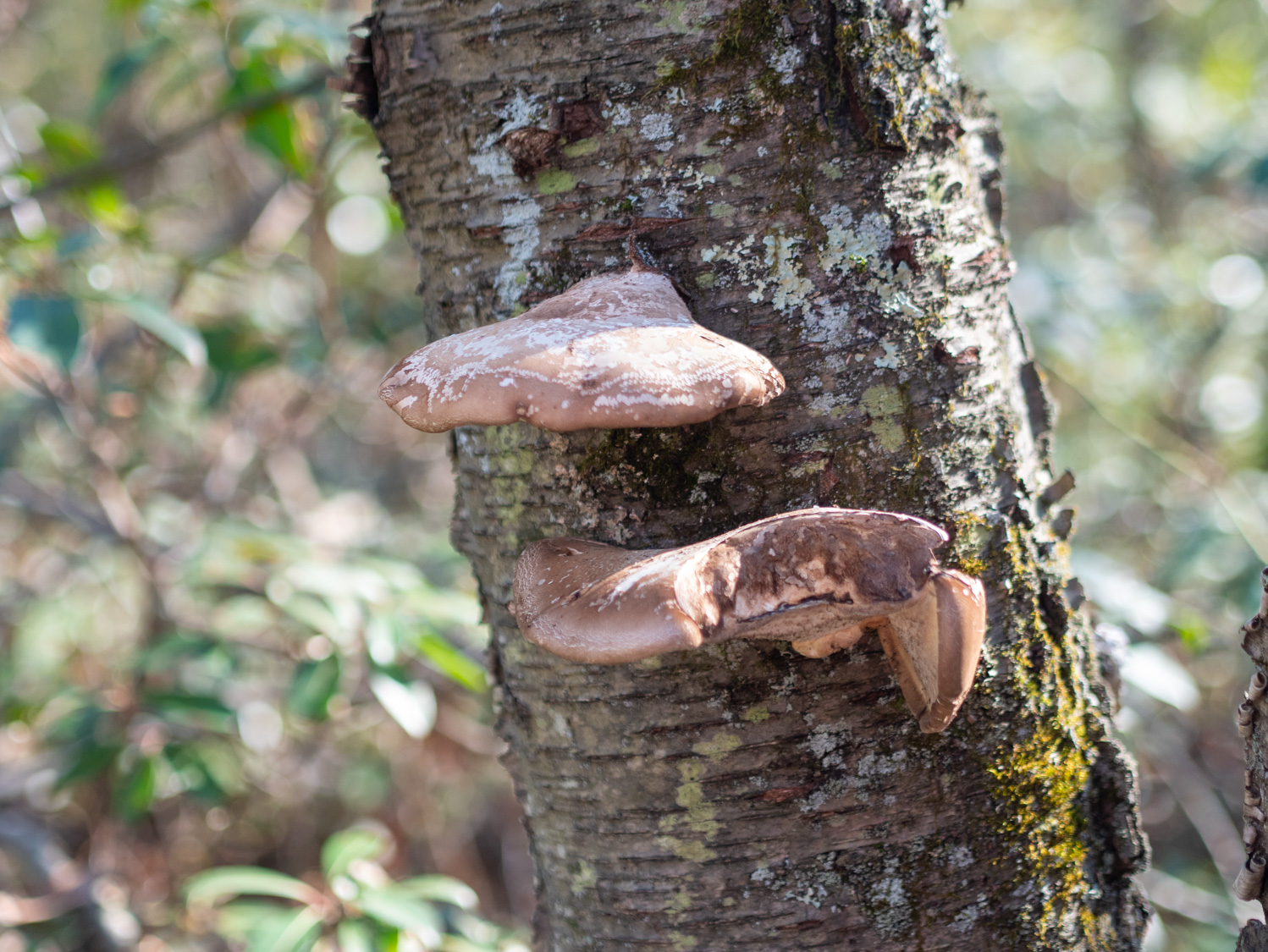 Some flourishing mushrooms.