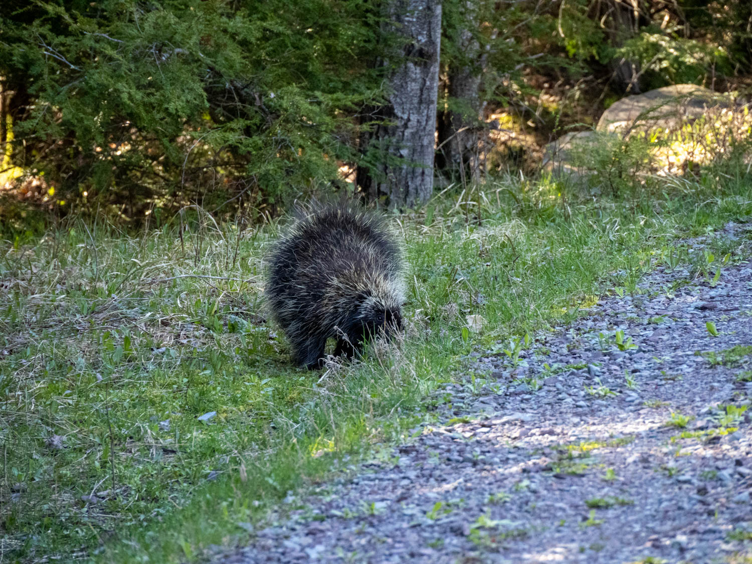 The porcupine, as I first saw 'em, looking for food.