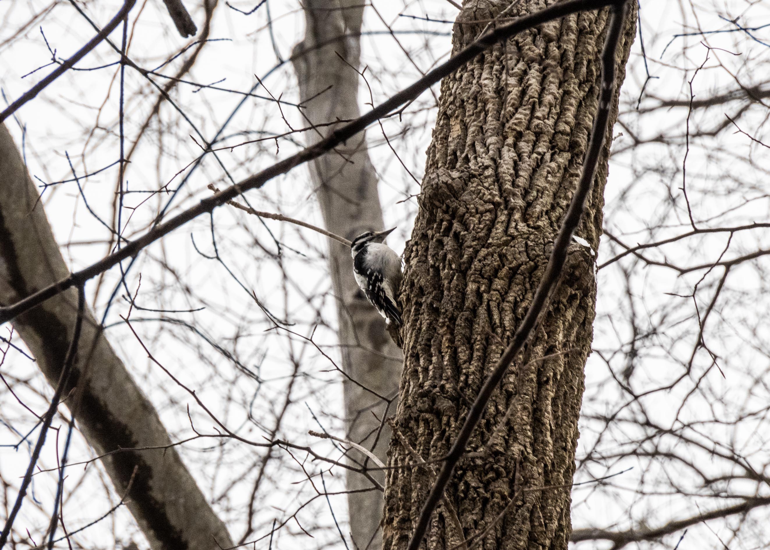 Above me, a downy woodpecker. This one is maybe 75 feet or so up, so I'm surprised I get a decent shot.