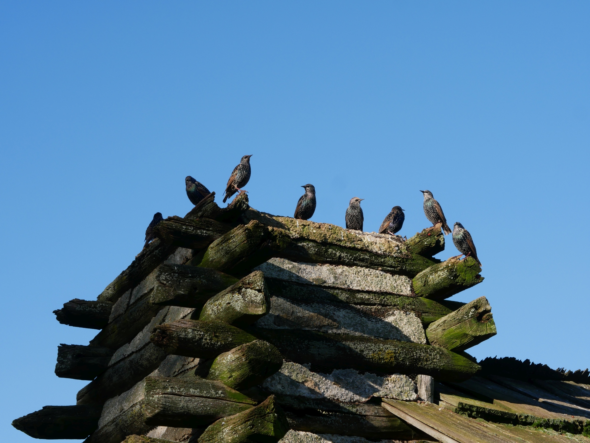 Starlings atop a historic log cabin, Fall 2020.