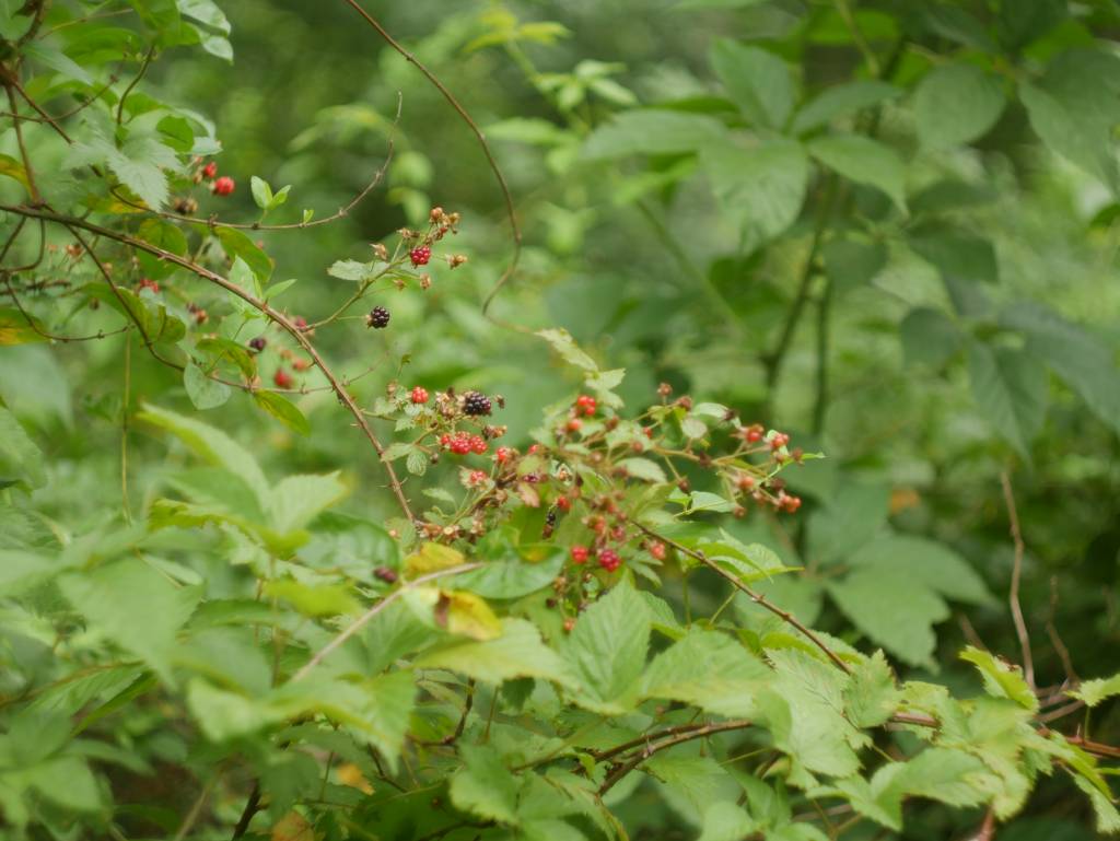 A wider shot of a blackberry bush.