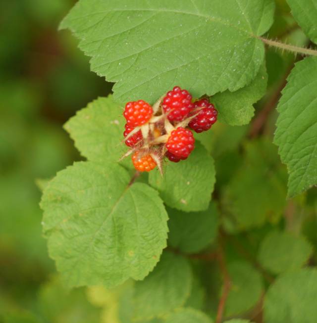 Perhaps a less fruitful photo of wild raspberries.