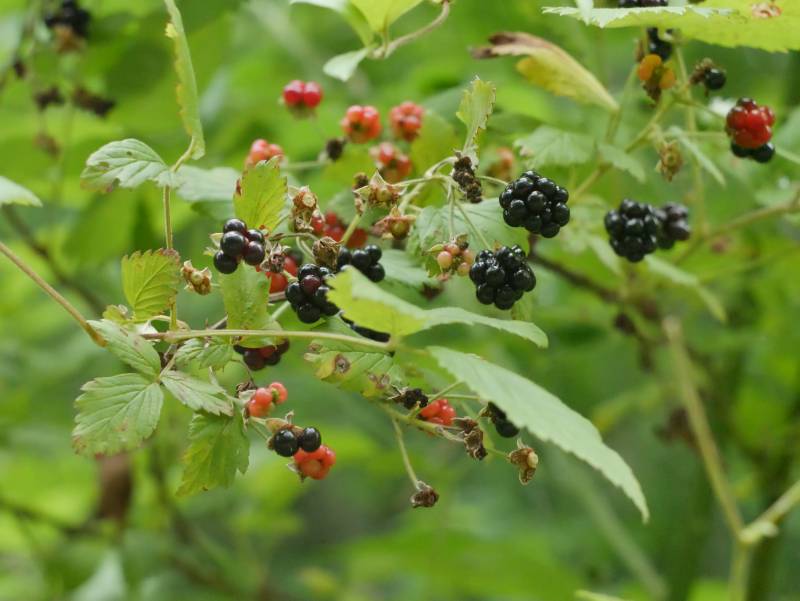 A blackberry bush.