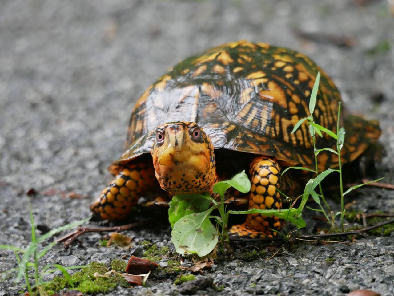 oranger, younger box turtle