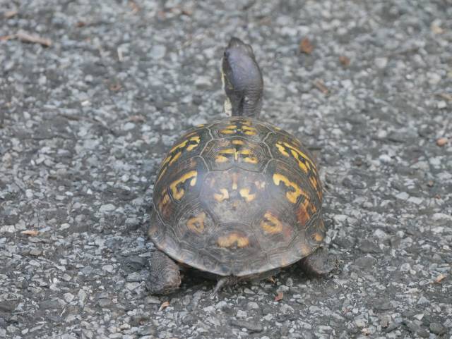 Rear of the box turtle.