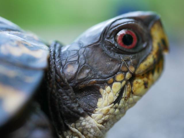 Very close on the turtle, with red eye.