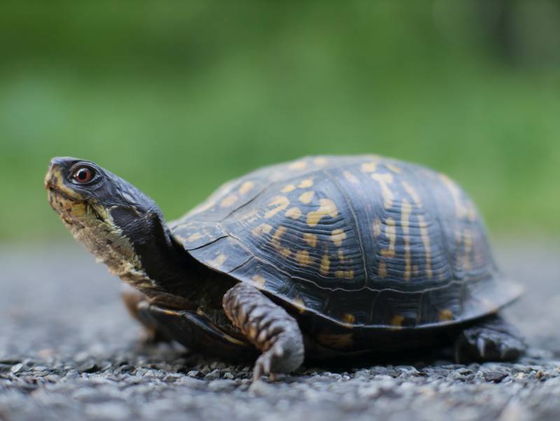 Eastern Box Turtle, in profile with shallow depth of field.