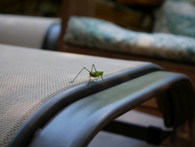 From farther away, the grasshopper on top of an outdoor footstool. This, then is what I was dealing with...