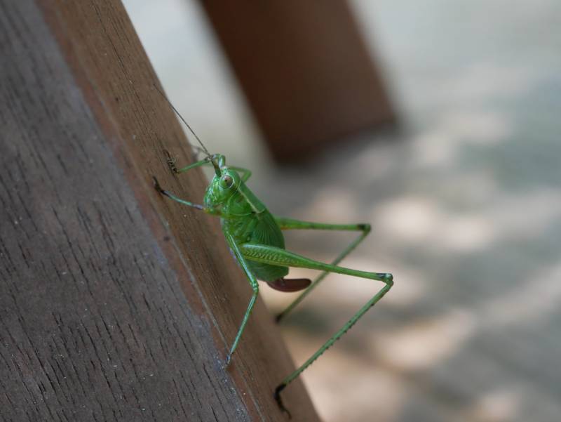 An incredibly awkward angle, but look at the /sheen/ in that /mean green/ color on the grasshopper!!